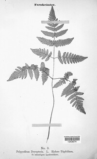 Gymnocarpium dryopteris image